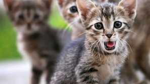 Jak pořizovat snímky koček: transformace na supermodelka